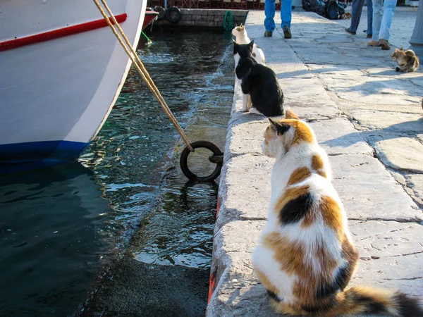 Greece cats waiting in line