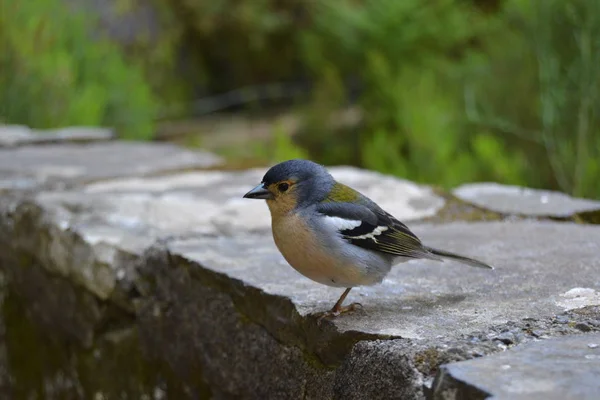 Passarinho Simpático Que Vive Nas Florestas Ilha Madeira — Fotografia de Stock