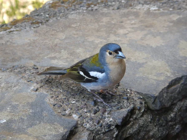 Simpatico Uccellino Che Vive Nelle Foreste Dell Isola Madeira — Foto Stock