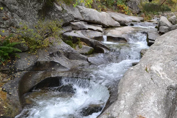 秋の午後に森の中を流れる小さな川 — ストック写真