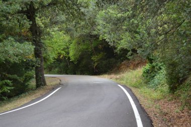 Yeşil bir ormanda sonsuzluğa giden ikincil bir yol