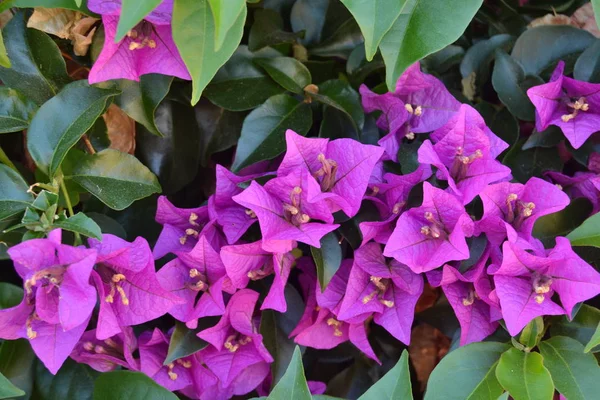 Букет Фіолетових Квітів Фоні Зеленого Листя — стокове фото