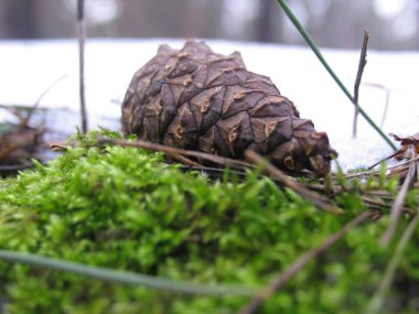 Karda yosunların yanında.