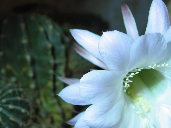 Makro Foto Blomma Och Stammar — Stockfoto