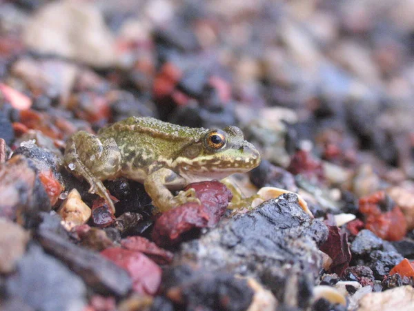 Taş Üstünde Makro Fotoğraf Kurbağası — Stok fotoğraf