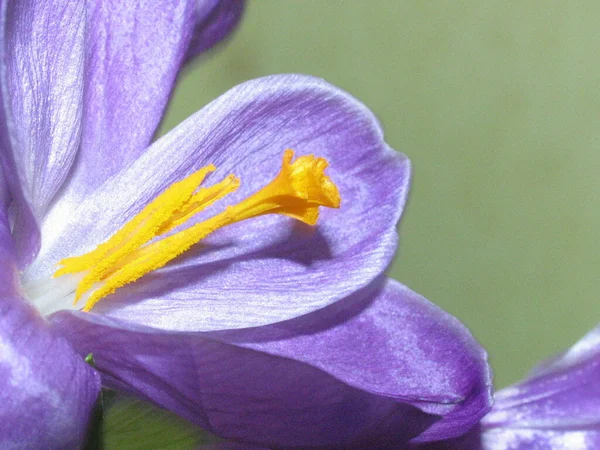 Makroaufnahme Einer Blume Und Staubgefäße — Stockfoto