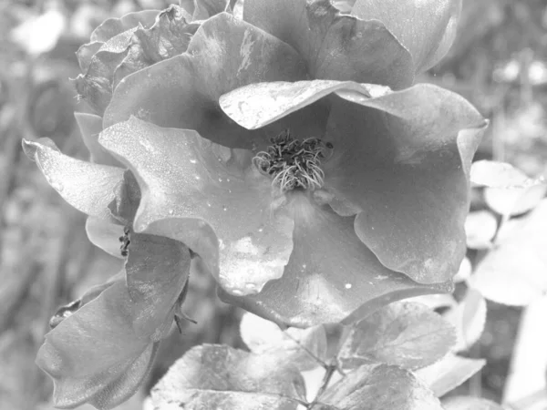 背景にはマクロ写真植物の花 — ストック写真