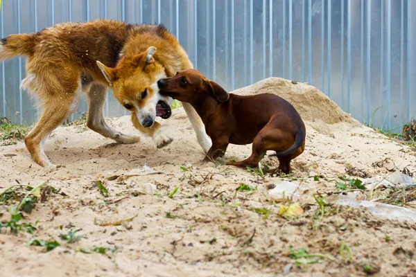 A small Dachshund dog kisses a red Fox dog. They fight in the sand next to the fence