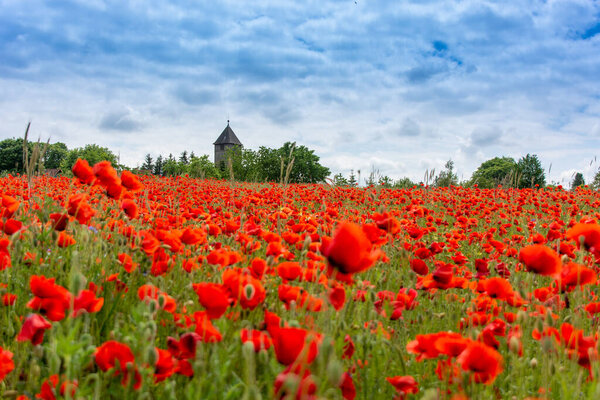 огромное поле красных маков с небольшой церковью вдалеке