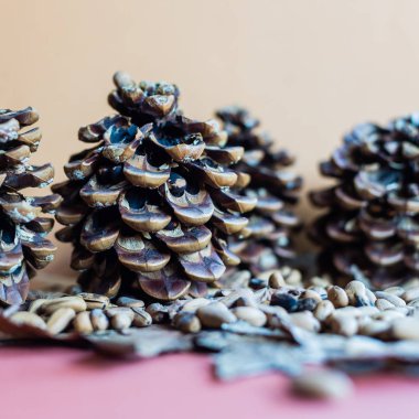 loseup sonbahar bir arka plan ile çam kozalağı, çam fıstığı kurutulmuş yaprakları üzerinde. Soğuk mevsim gelişi temsil etmek yararlı.