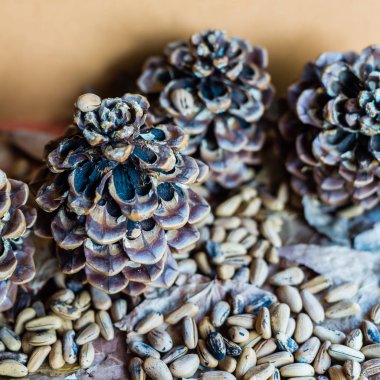 loseup sonbahar bir arka plan ile çam kozalağı, çam fıstığı kurutulmuş yaprakları üzerinde. Soğuk mevsim gelişi temsil etmek yararlı.