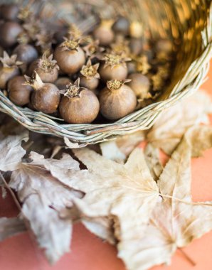 Bir sepet dolu sıcak renkli sonbahar bir arka plan üzerinde kurutulmuş nar Close-up bırakır. Soğuk mevsim gelişi temsil etmek yararlı