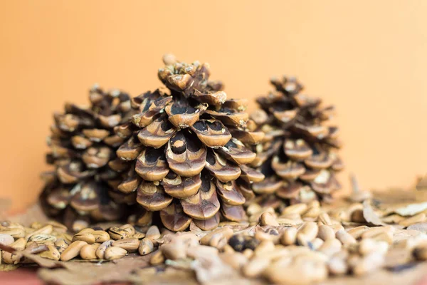 loseup sonbahar bir arka plan ile çam kozalağı, çam fıstığı kurutulmuş yaprakları üzerinde. Soğuk mevsim gelişi temsil etmek yararlı.