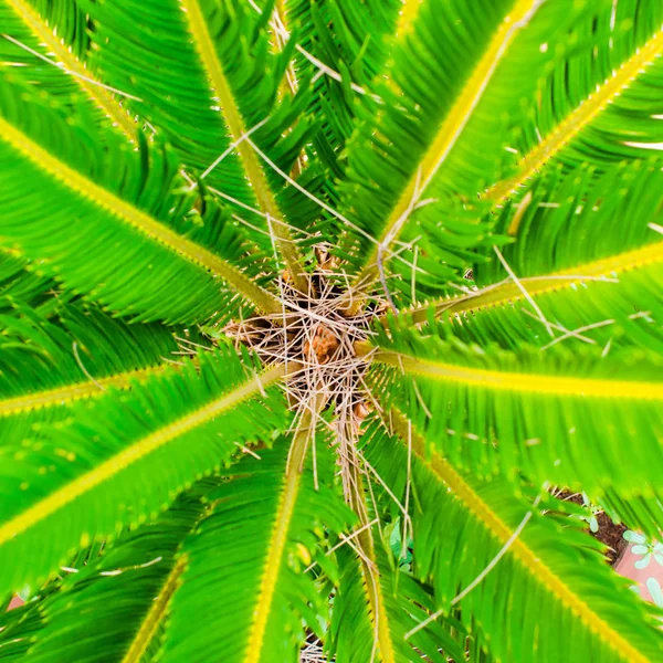 Central detail of a palm tree. Square view. Close-up of the central part of a palm tree. Useful as a colorful background