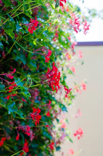 Pared Flores Rojas Muy Enfocada Con Fondo Poco Borroso Vista —  Fotos de Stock