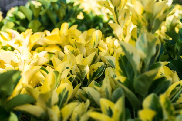 Güzel Sarı Yeşil Bahçe Bitki Çitleri Oluşturmak Için Yararlı Ama — Stok fotoğraf