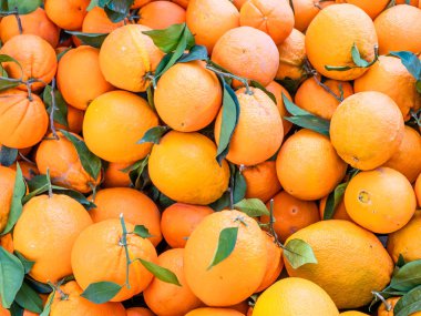 Portakal organik tarımı geliyor, güzel arka plan