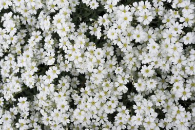 Arka plan birçok beyaz ve sarı çiçekler ile yapılan