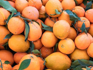 Portakal organik tarımı geliyor, güzel arka plan