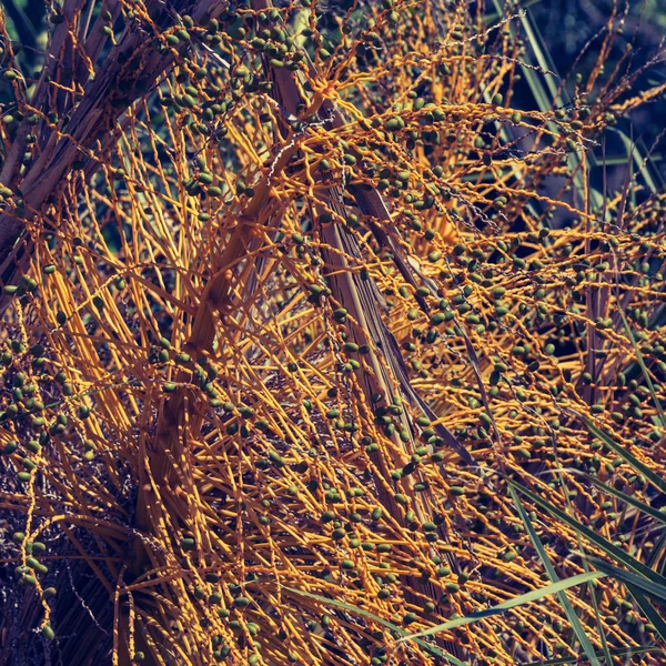 Detail of a date tree with still green fruits. Growing dates on the plant