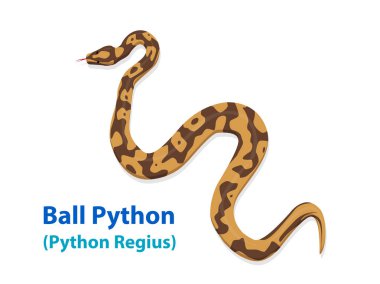 Gerçekçi top Python yılan vektör sanat tasarım, üstten görünüm