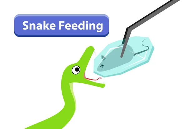 Green Snake Feeding Frozen Rat Vector Art Design — Stock Vector