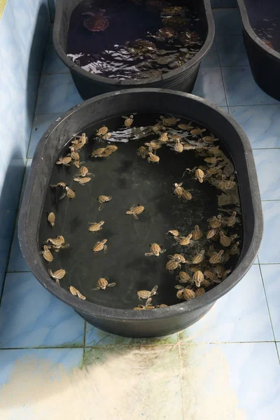 水盆婴儿海龟 — 图库照片