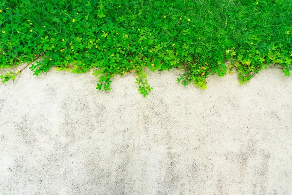 Green Plant Concrete Wall Background — Stock Photo, Image