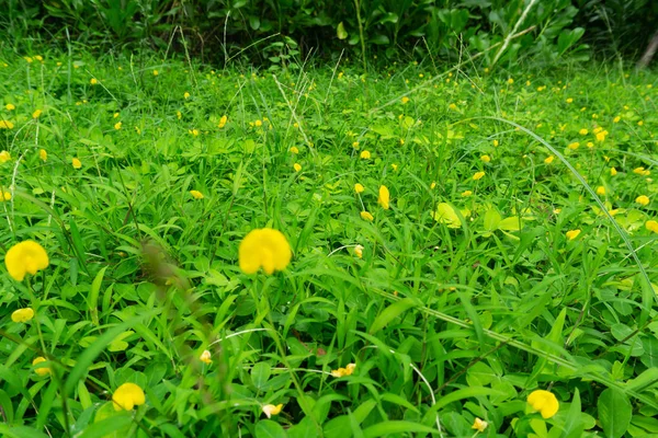 Green Grass Yellow Flower — Stock Photo, Image