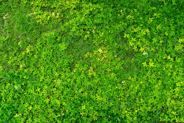 Daun Hijau Dan Rumput Sebagai Latar Belakang — Stok Foto