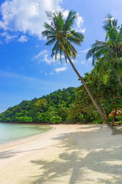 Beyaz kum ve Hindistan cevizi ağacı ile deniz manzarası
