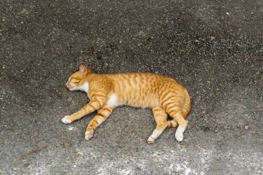 Zemin üzerinde beyaz kahverengi kürklü uykulu kedi