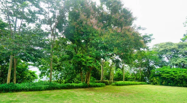 Park met bomen en gras voor achtergrond — Stockfoto