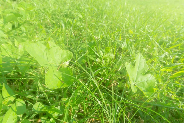 Penutup Blurry rumput dengan sinar matahari — Stok Foto