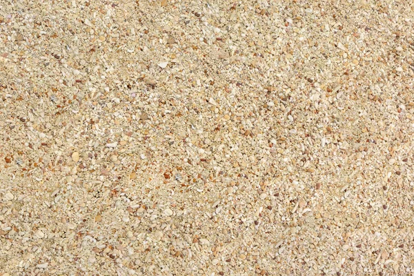 Pláž písek s mušlí a korálů pro texturu — Stock fotografie