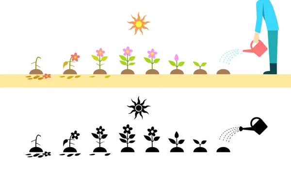 Planta de flor de lapso de tempo crescendo na arte vetorial — Vetor de Stock