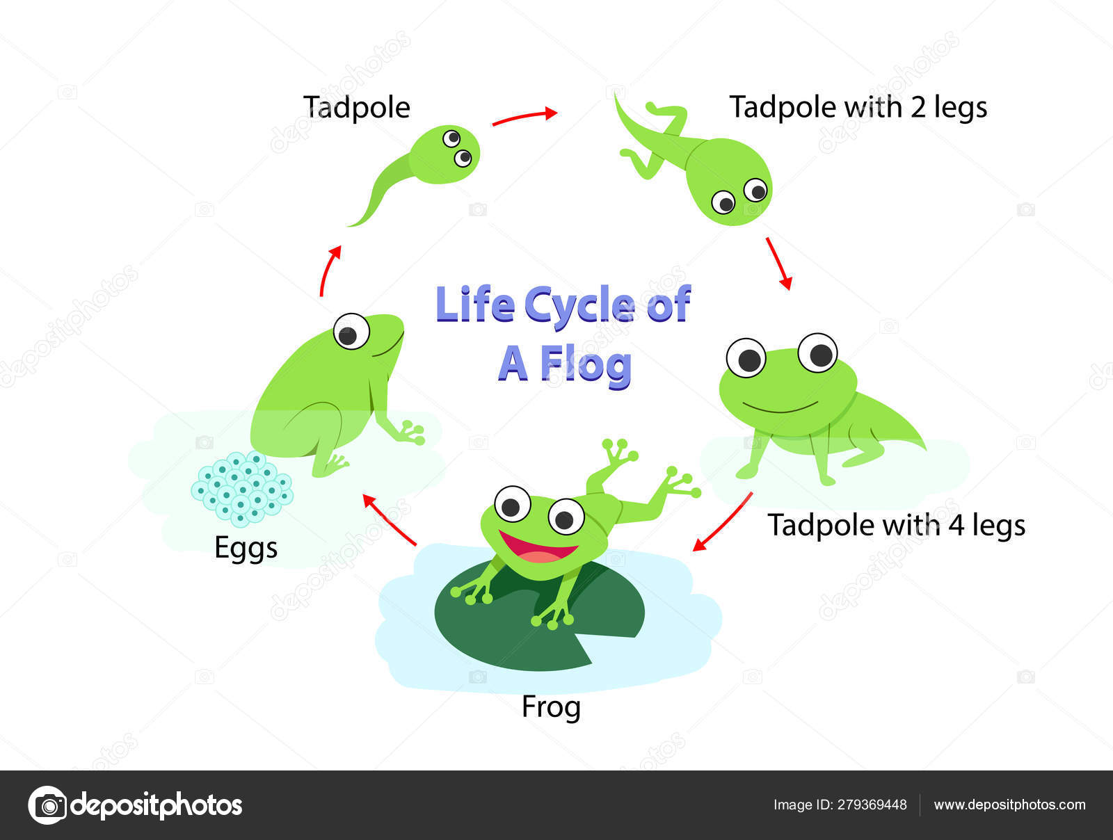 infographic-life-cycle-of-a-frog-in-flat-vector-stock-illustration-by-jiaking1-279369448