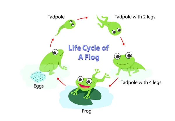 Infografía Ciclo de vida de una rana en plano, vector — Archivo Imágenes Vectoriales