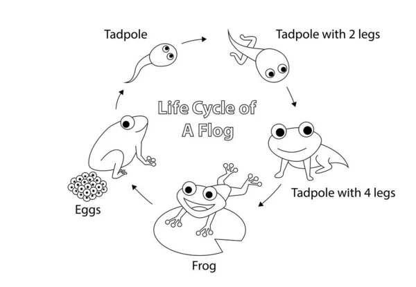 Ciclo di vita di una rana per colorazione, arte vettoriale — Vettoriale Stock