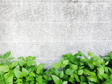 Birçok yeşil yapraklı gri tuğla duvar arkaplanı