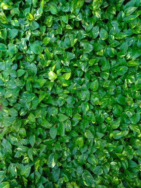 Doku için çok sayıda yeşil yaprak arkaplanı