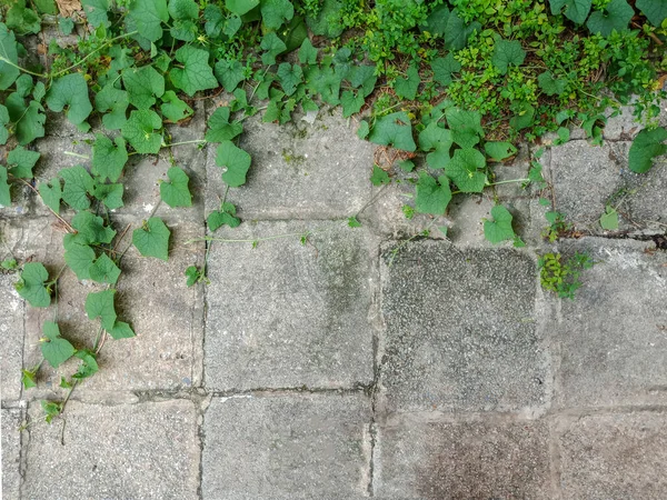 Gray Brickwall Background Many Green Leaf — Stock Photo, Image