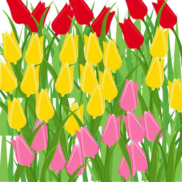 郁金香花 美丽的郁金香花束 五颜六色的郁金香 郁金香在春天在庭院 五颜六色的郁金香 自然背景 — 图库照片