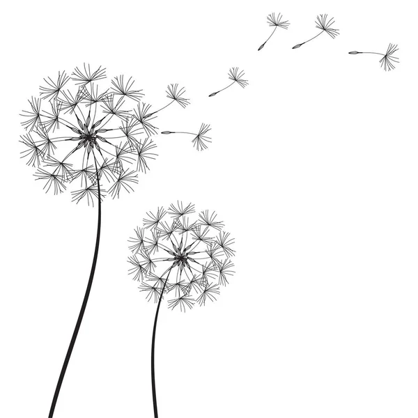 Dandelions karahindiba uçan tohum stok raster ile soyut