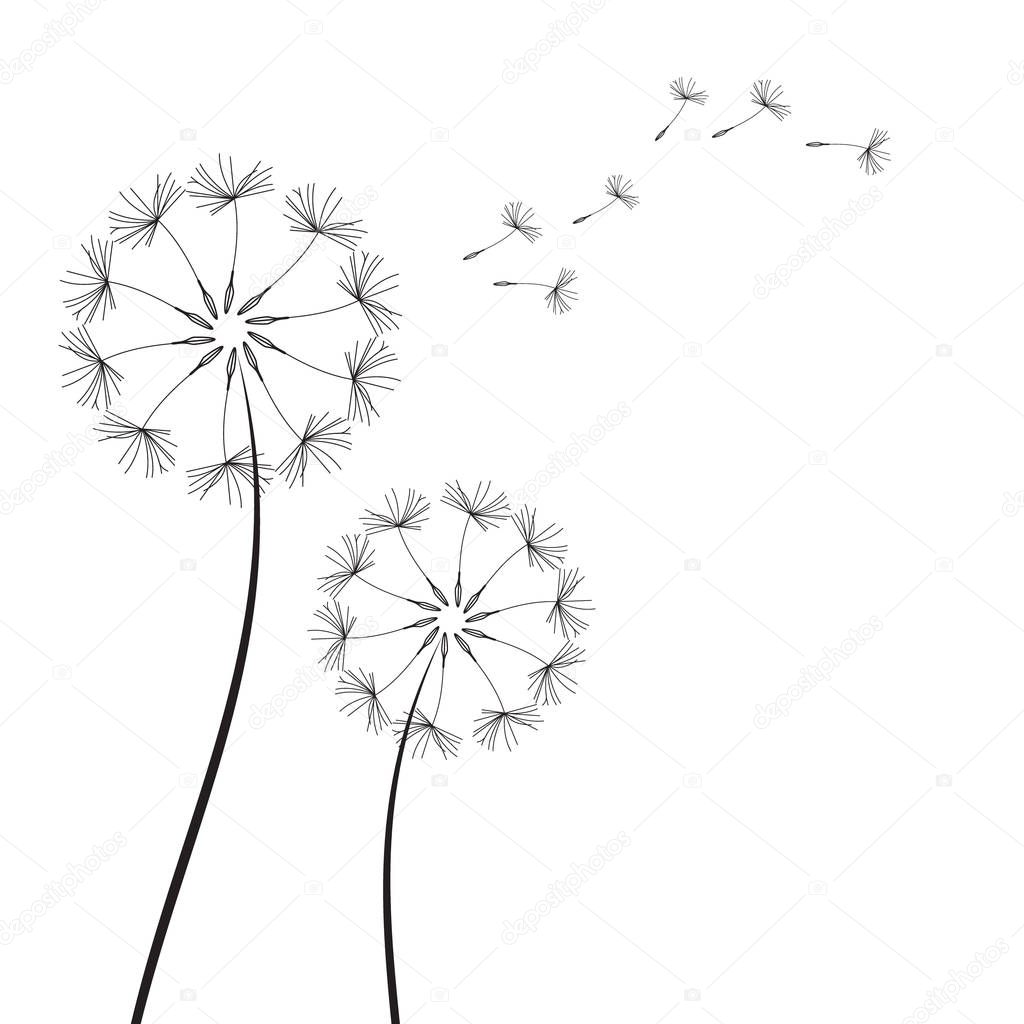 Abstract Dandelions dandelion with flying seeds stock raster
