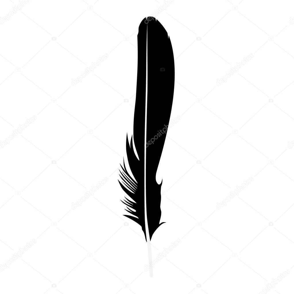 Vector illustration detailed feather silhouette isolated on white