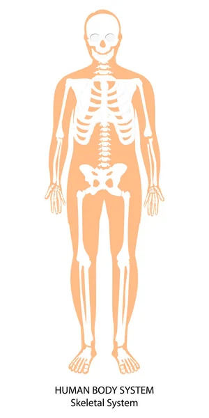Εικονογράφηση Διάνυσμα Σκελετικό Σύστημα Αρσενικό Ανθρώπινο Σώμα Σκελετός Μπροστινή Όψη — Διανυσματικό Αρχείο