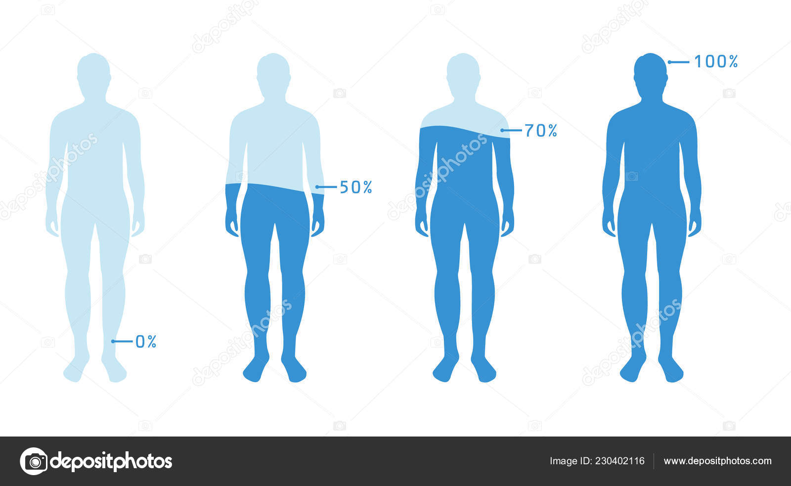 Infographic Showing Water Percentage Level Human Body Vector