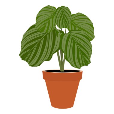 Houseplant - Saksı bitki Calathea Orbifolia. Bahçe bitki saksı. Vektör Saksı bitkiler. Saksı çiçek