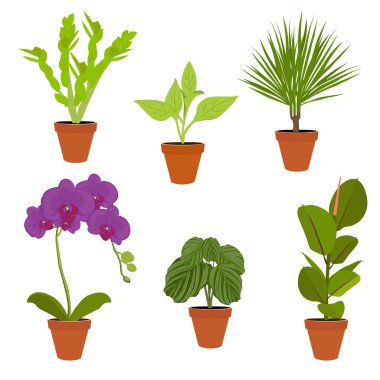 Çeşitli houseplants saksı. Bahçe bitki saksı. Vektör saksı bitkileri ayarlayın. Saksı çiçek